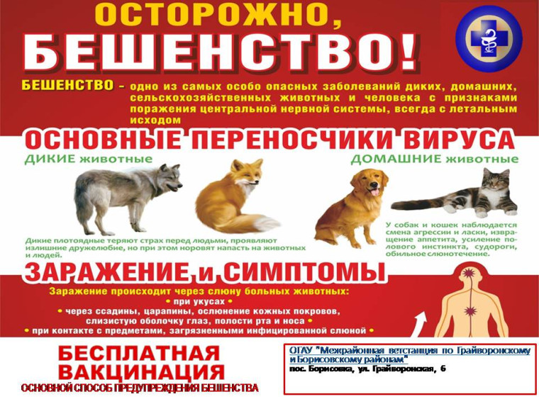 Бешенство. Бешенство.